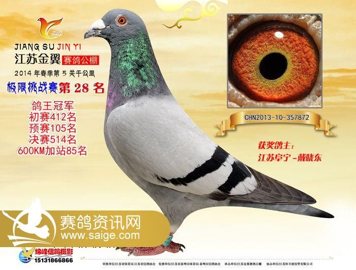 君翼赛鸽公棚秋棚最新公告，科技引领赛鸽新纪元体验升级
