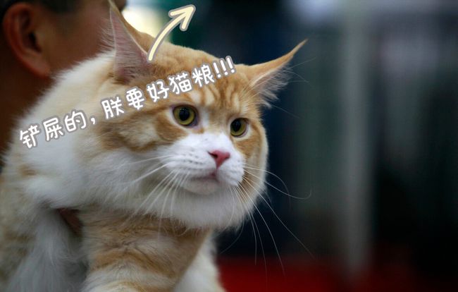 关于猫咪AV最新网址的探讨与警示，涉黄内容需警惕，遵守法律法规和社会道德准则。