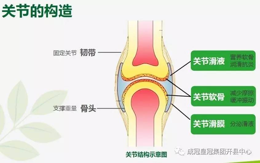关节软骨再生最新进展报道