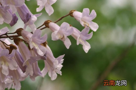 郑州梧桐花语最新动态更新🌸🍃