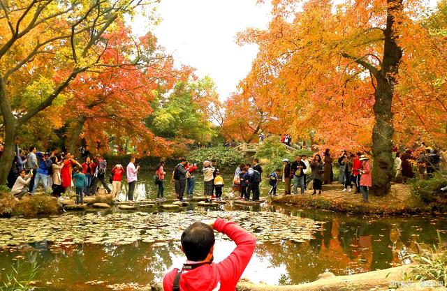 天平山枫叶最新观赏指南，枫叶美景一览无余