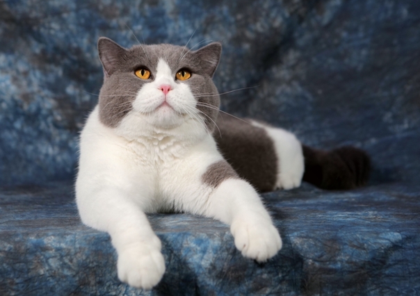 英短猫价格，猫咪激发励志力量与自信成就感的启示