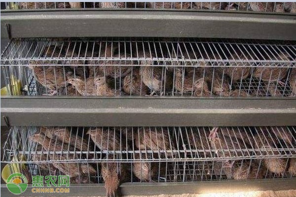 最新鹌鹑斗架步骤详解与指南
