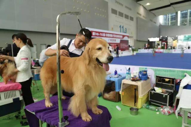 九江犬业呈现最新种公犬风采展示
