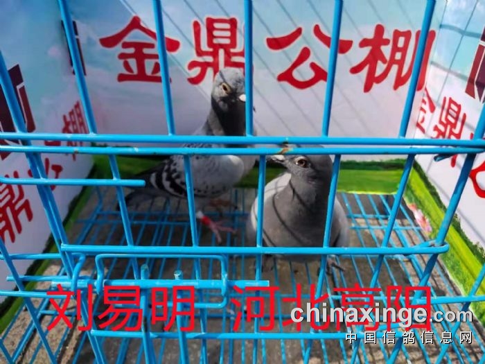 金鼎公棚引领科技前沿，重塑生活体验新篇章