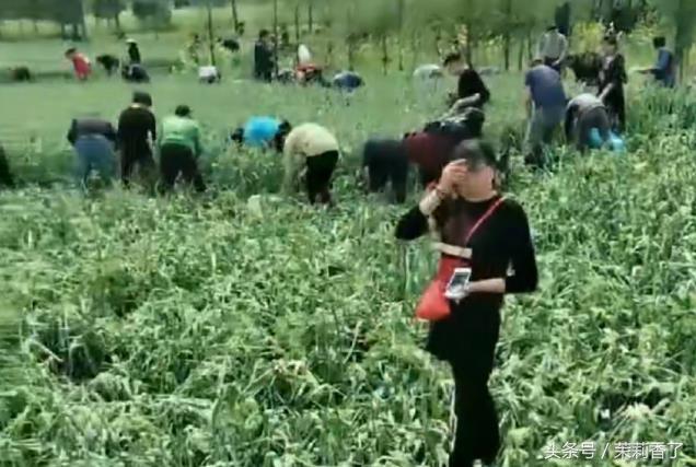 今日蒜苔价格行情详解，如何获取与分析蒜苔价格信息