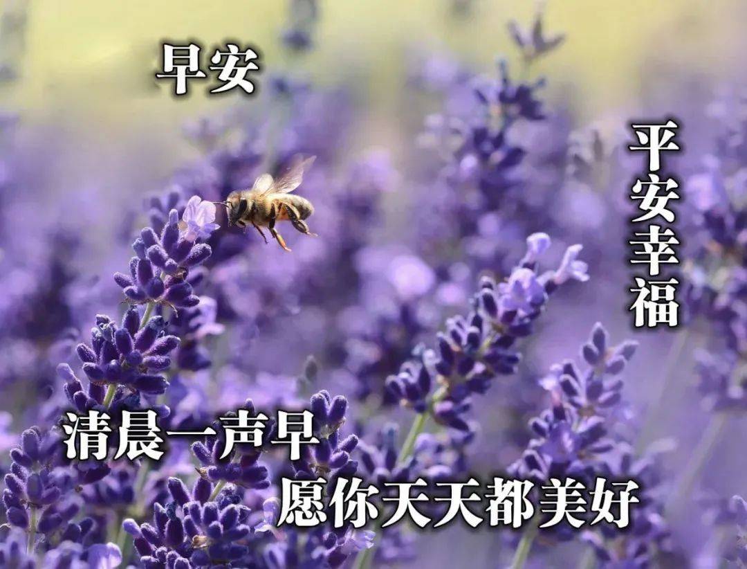 早安问候语句，时代的温暖寄语与心灵触动，每日问候传递正能量与温暖的力量