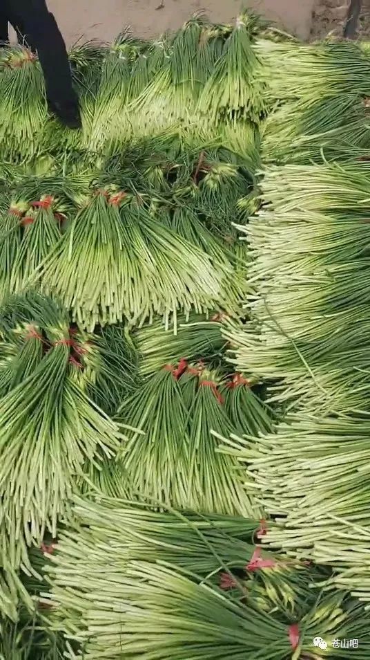 苍山蒜苔价格行情更新