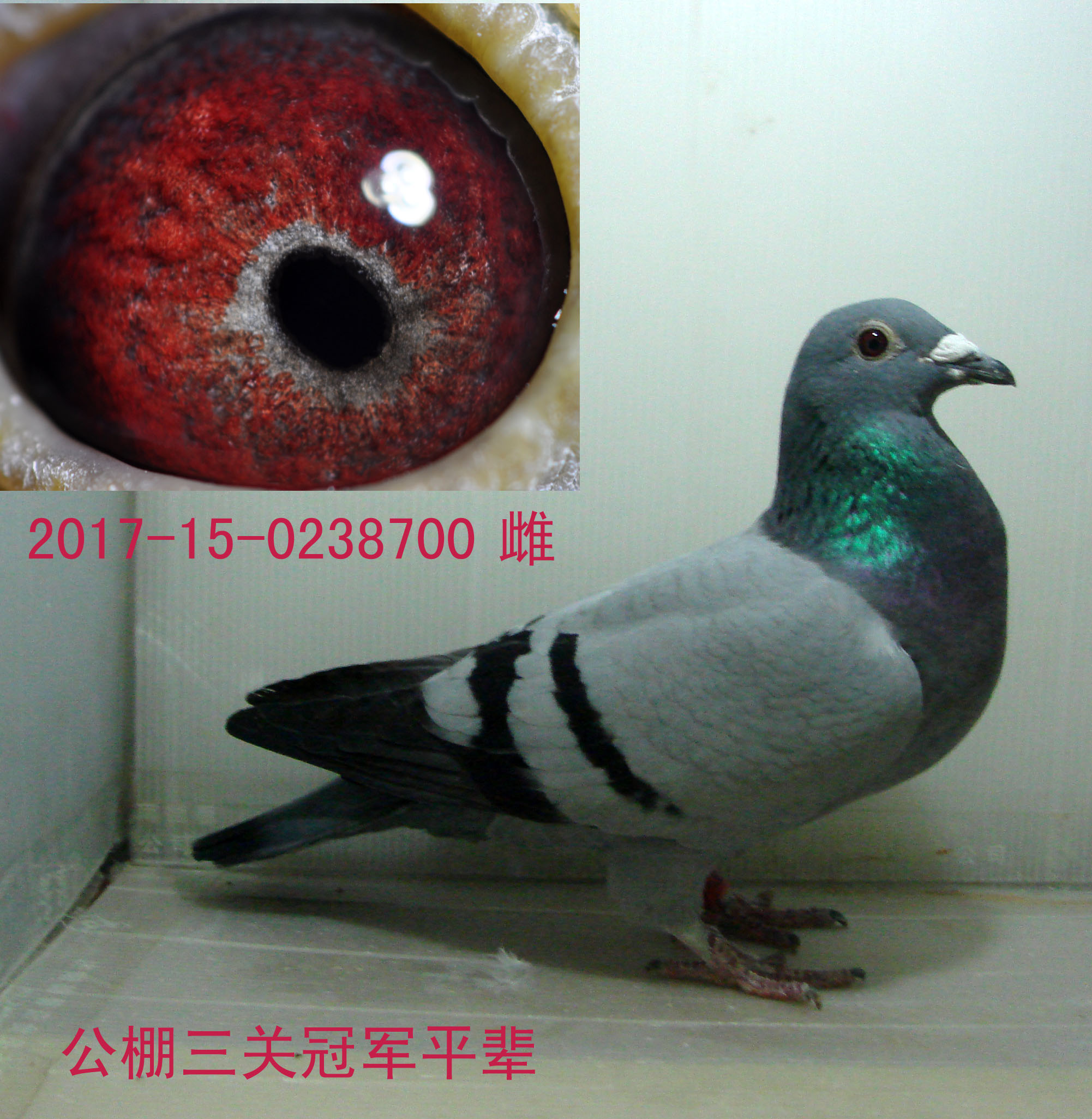赛鸽最新跳门图片，展现运动风采与技艺的绝佳瞬间
