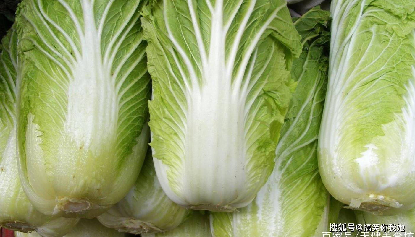 2019最新白菜大全,2019最新白菜大全——品味白菜的多样魅力